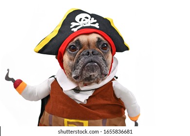 French Bulldog dog dressed up with funny pirate costume with hat and fake hook arm, isolated on white background