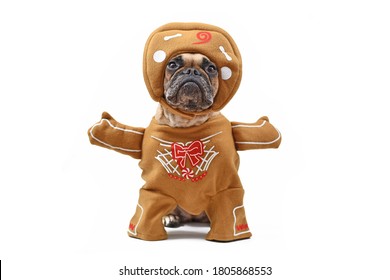 French Bulldog Dog Dressed Up With Funny Christmas Gingerbread Full Body Costume With Arms And Hat Isolated On White Background