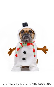 French Bulldog dog dressed up as funny snowman with full body suit costume with striped scarf, fake stick arms and small top hat on white background