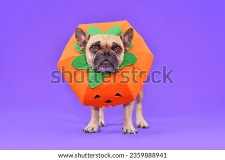 French Bulldog dog dressed up with funny pumpkin Halloween costume in fornt of purple background
