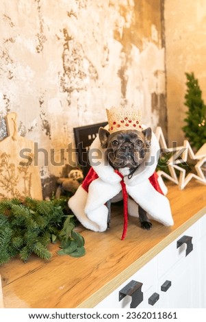 French bulldog dog dressed in a red mantle and crown. Thematic costume for a dog for a holiday. Royal Dog