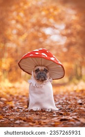 French Bulldog dog in funny unique fly agaric mushroom costume standing in orange autumn forest with copy space