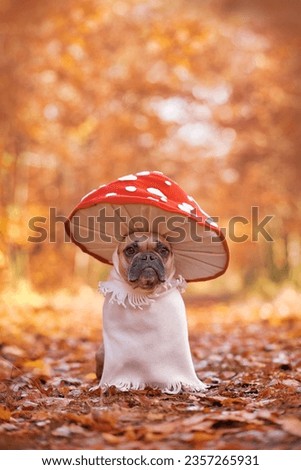 French Bulldog dog in funny unique fly agaric mushroom costume standing in orange autumn forest with copy space