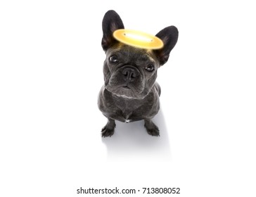 french bulldog  dog with guilty conscience  with angel halo on the head , isolated on white background