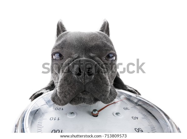 French Bulldog Dog Guilty Conscience Overweight Stock Photo Edit Now