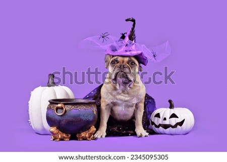 French Bulldog dog with Halloween costume witch hat next to cauldron and pumpkins on purple background