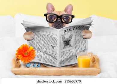 french bulldog dog having nice breakfast or lunch in  bed, reading the newspaper