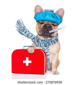 French Bulldog Dog  With  Headache And Hangover With Ice Bag Or Ice Pack On Head,thermometer In Mouth With High Fever, Holding   First Aid Kit, Eyes Closed And Suffering , Isolated On White Background