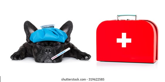 French Bulldog Dog  With  Headache And Hangover With Ice Bag Or Ice Pack On Head, Eyes Closed Suffering , First Aid Kit Beside,  Isolated On White Background