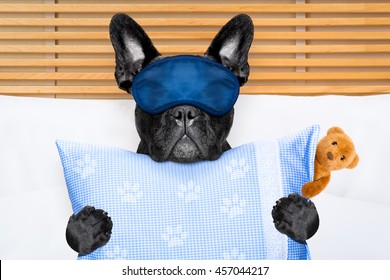 french bulldog dog  with  headache and hangover sleeping in bed, with teddy bear close together - Powered by Shutterstock