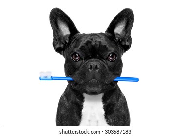 French Bulldog Dog Holding Toothbrush With Mouth At The Dentist Or Dental Veterinary, Isolated On White Background