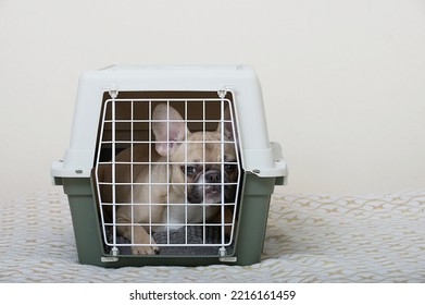 The French Bulldog Dog Lies In A Large Plastic Transport Box Behind A Closed Lattice Door.