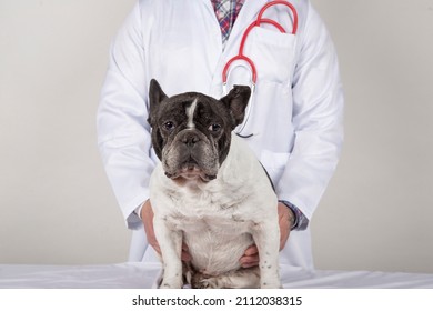 French bulldog dog lies in a veterinary clinic - Shutterstock ID 2112038315
