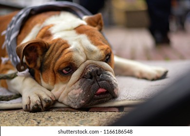 French bulldog dog lying on the street looking sad
