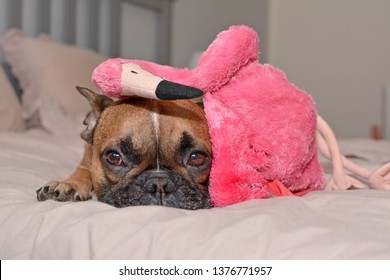 French Bulldog Dog Lying On Bed With Pink Flamingo Bird Plush Toy On Head