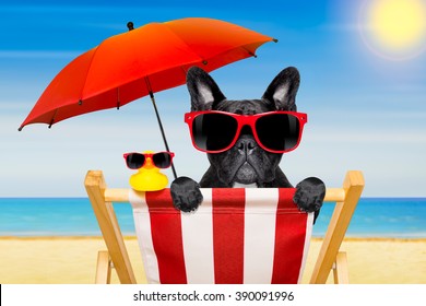 French Bulldog Dog   On A  Beach Chair   Or Hammock  On Summer Vacation Holidays 