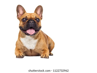 French Bulldog dog on white background