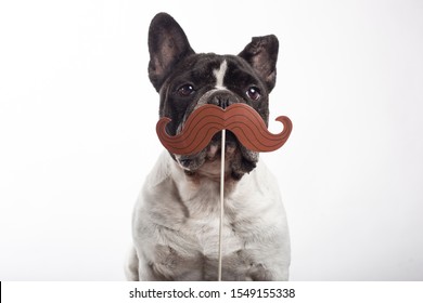 French Bulldog Dog With Paper Fake Mustache Isolated On White Background