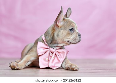 Dog Long Neck Stock Photos Images Photography Shutterstock