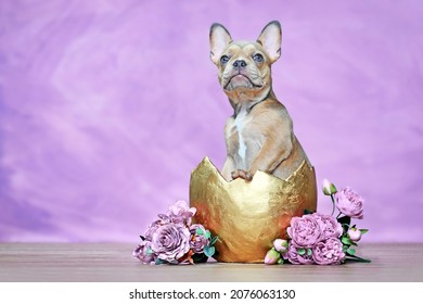 French Bulldog Dog Puppy Hatching Out Of Golden Egg Shell Next To Roses In Front Of Pink Wall