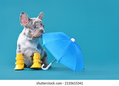 French Bulldog Dog Puppy With Umbrella And Rain Boots On Blue Background With Copy Space