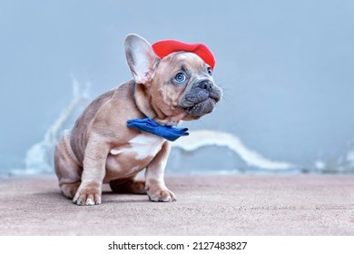 French Bulldog dog puppy wearing red beret hat and bow tie