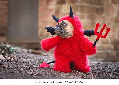French Bulldog dog with red devil costume wearing a fluffy full body suit with fake arms holding pitchfork, with devil tail, horns and black bat wings standing in front of blurry wall
