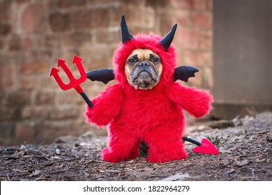 French Bulldog dog with red Halloween devil costume wearing a fluffy full body suit with fake arms holding pitchfork, with devil tail, horns and black bat wings standing in front of blurry wall