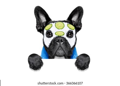 french bulldog dog relaxing  with beauty mask in   spa wellness center ,getting a facial treatment with  moisturizing cream mask and cucumber , sponge and brush, isolated on white background