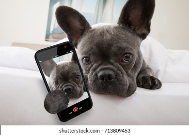 french bulldog dog relaxing  or daydreaming in  bedroom , thinking about life taking a selfie with smartphone