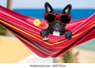 french bulldog dog relaxing on a fancy red  hammock  with sunglasses and martini cocktail drink, on summer vacation holidays at the beach - Powered by Shutterstock