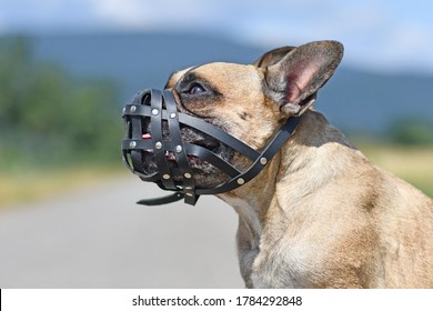 French Bulldog dog with short nose wearing a leather muzzle for protection against biting - Shutterstock ID 1784292848