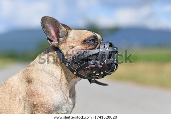 French Bulldog dog with short nose wearing\
leather muzzle for protection against\
biting