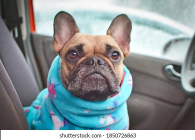 French Bulldog Dog Sitting Inside Of Car While Wearing Bathrobe To Keep Warm After Walk In Cold Snow