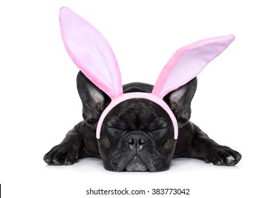 french bulldog dog sleeping on the ground with funny easter  ears,