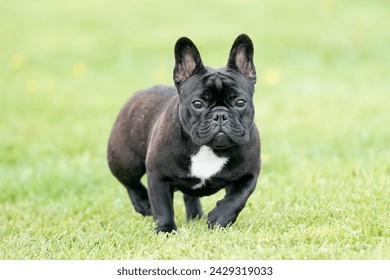 French bulldog dog standing in a field on a bright summer day
  - Powered by Shutterstock