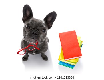 french bulldog  dog with   a tall stack of books ,very smart and clever , isolated on white background