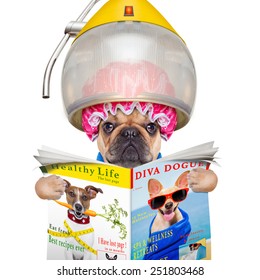 French Bulldog Dog  Under The Hood Dryer , Drying Hair ,reading A Newspaper Or Magazine, Isolated On White Background