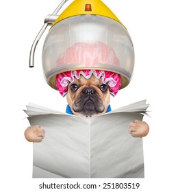 French Bulldog Dog  Under The Hood Dryer , Drying Hair ,reading A Blank Newspaper Or Magazine, Isolated On White Background