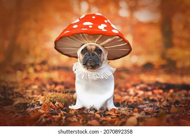 French Bulldog dog in unique fly agaric mushroom costume standing in orange autumn forest