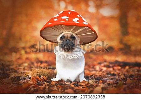 French Bulldog dog in unique fly agaric mushroom costume standing in orange autumn forest