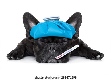 French Bulldog Dog Very Sick With Ice Pack Or Bag On Head, Eyes Closed And Suffering , Thermometer In Mouth , Isolated On White Background