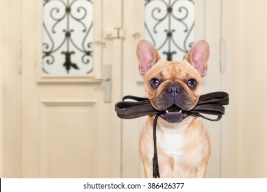 french bulldog dog  waiting a the door at home with leather leash in mouth , ready to go for a walk with his owner