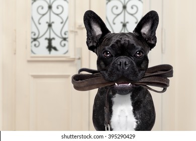 french bulldog dog  waiting a the door at home with leather leash in mouth , ready to go for a walk with his owner