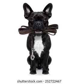 french bulldog dog   waiting to go for a walk with owner, leather leash in mouth,  isolated on white background