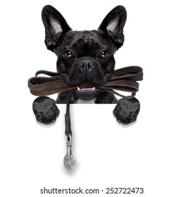 french bulldog dog   waiting to go for a walk with owner, leather leash in mouth, behind blank  banner, isolated on white background