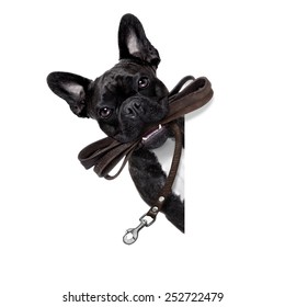 french bulldog dog   waiting to go for a walk with owner, leather leash in mouth, behind blank  banner, isolated on white background
