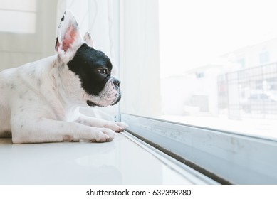 French Bulldog Dog Waiting For Owner At The Door