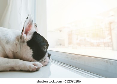 French Bulldog Dog Waiting For Owner At The Door