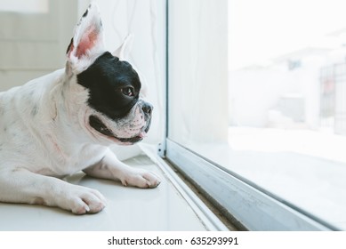 French Bulldog Dog Waiting For Owner At The Door